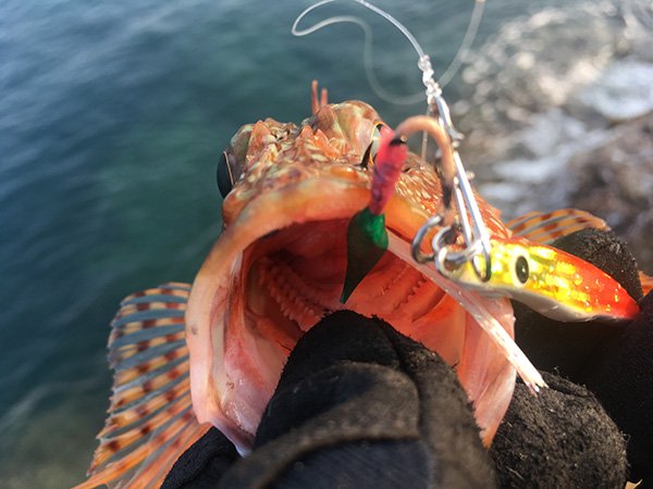 【大幅値下 SALE】 土佐かぶら 魚皮アシスト